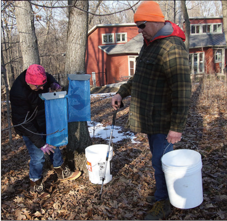 Tapping maple trees for sap to make syrup
