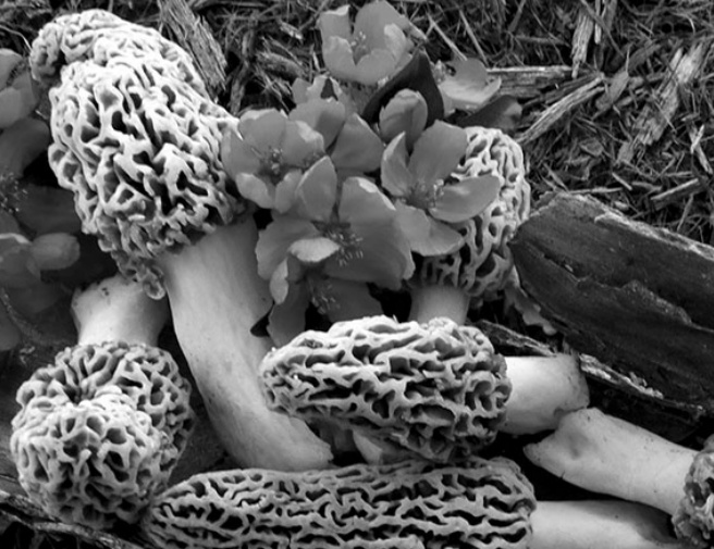 COUNTRYSIDE NEWS Provided by Jerry Davis