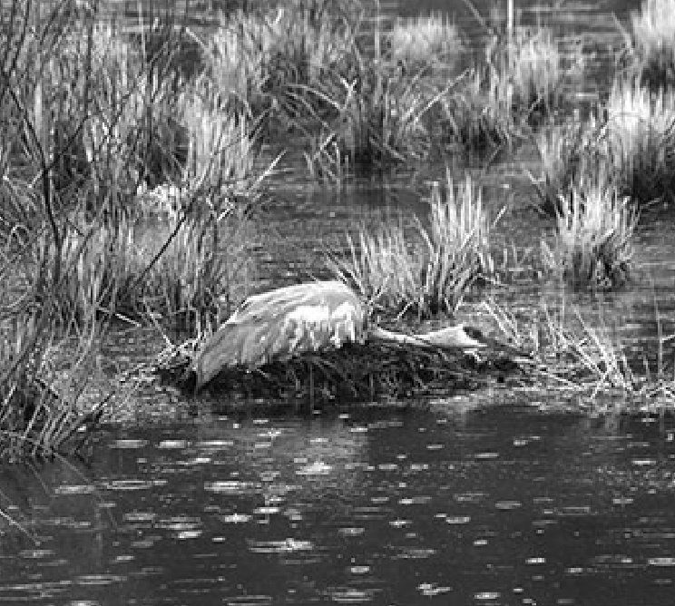 Photo: Sandhill crane nesting in Iowa County on mound of col- lected reeds and other plant mate- rial.